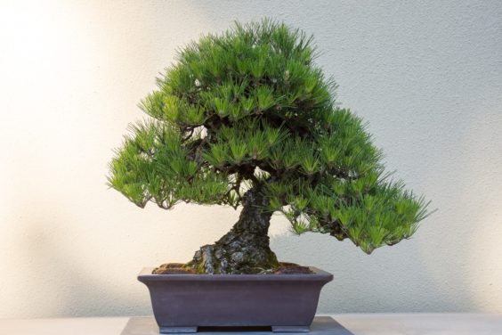 corkbark-japanese-black-pine