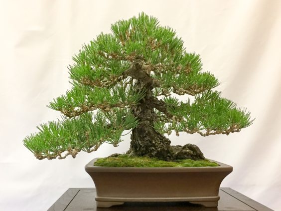 black-pine