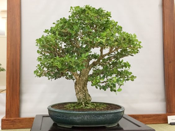 bonsai boxwood 55th midori annual club