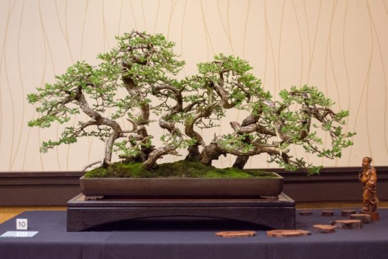 procumbens-juniper