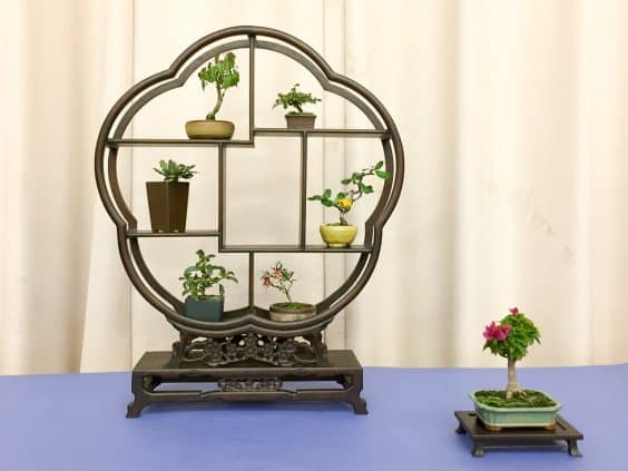 tiny-bonsai-display