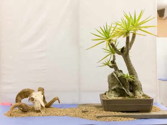 yucca-bonsai