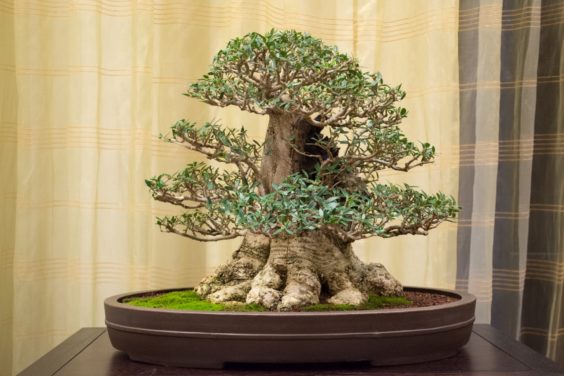 olive-bonsai