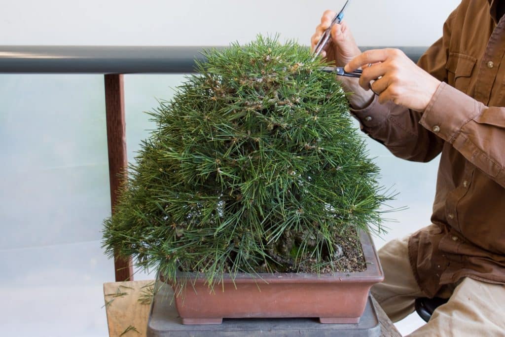 fertilizing bonsai with pellets