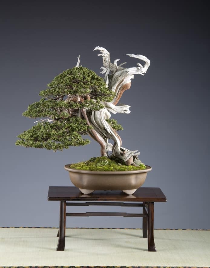 Awardwinning bonsai at the 18th Noelanders Trophy Bonsai Tonight