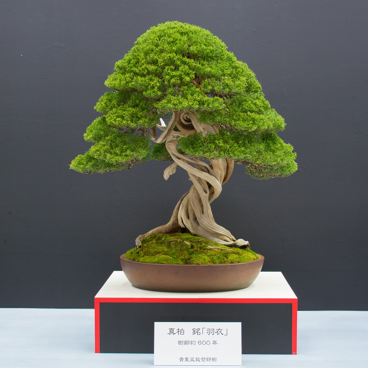 Bonsai from the Keiunan Collection at the World Bonsai Convention