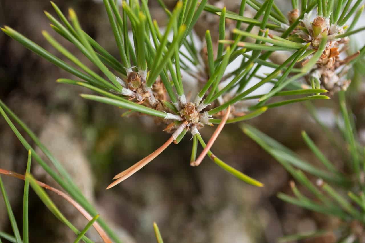 Be gentle with pines - Bonsai Tonight