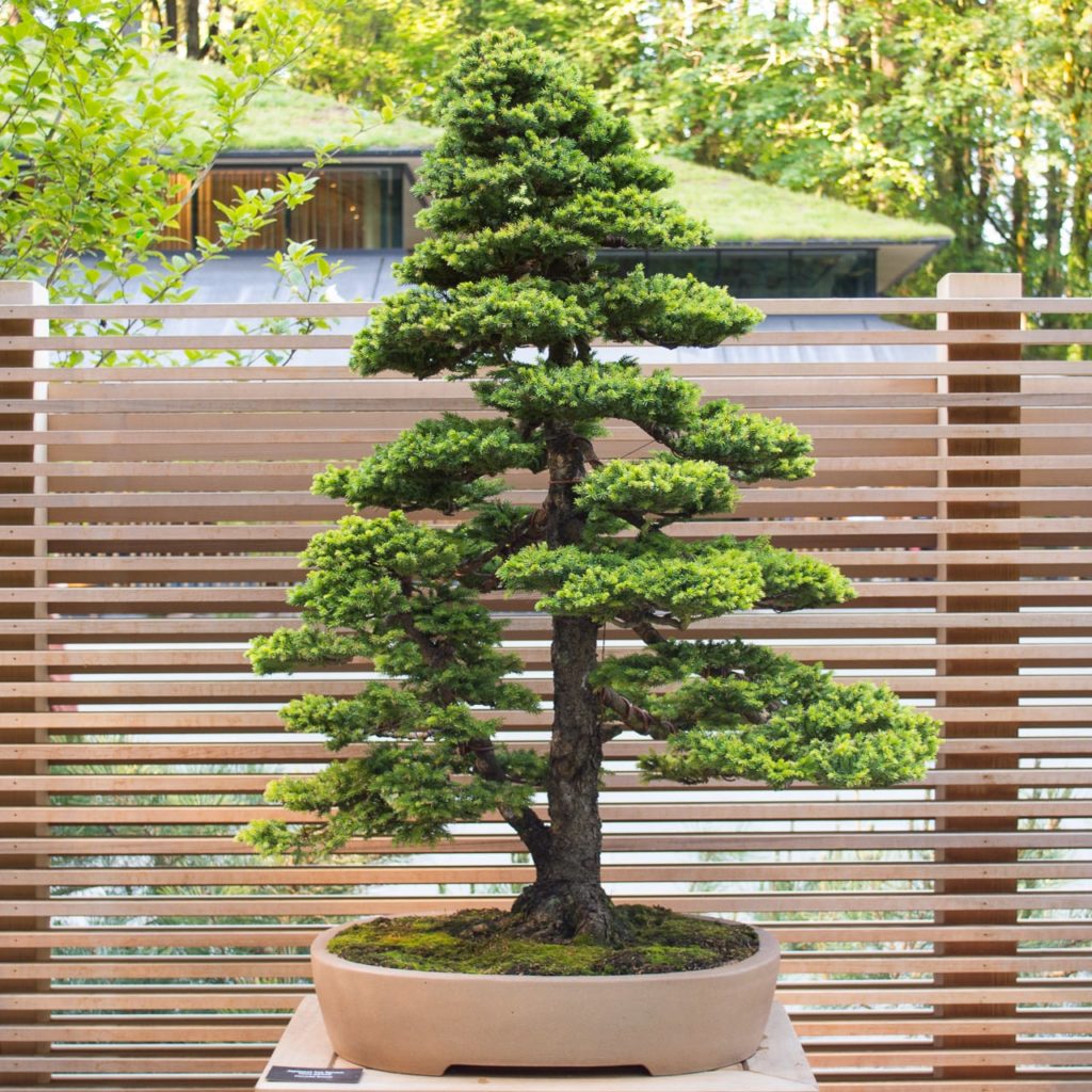 New Bonsai Display At The Portland Japanese Garden Bonsai Tonight