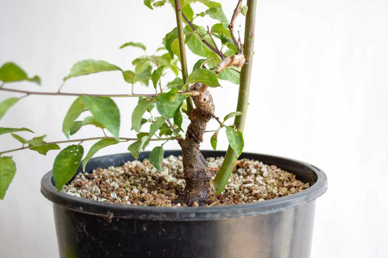 Removing the Bonsai Wire Just Too Late – happy bonsai blog