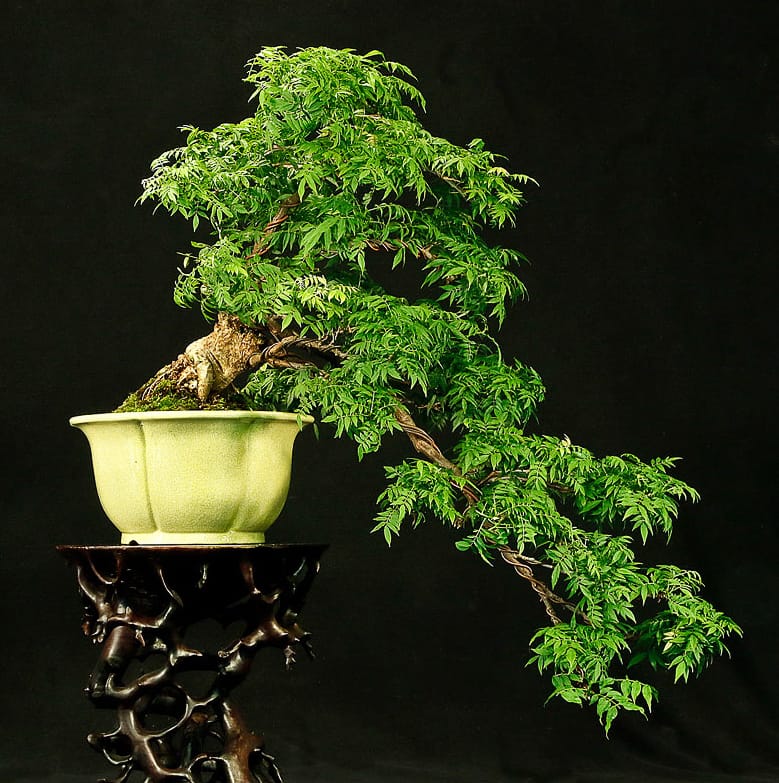 Bill also sent along a few photos of dwarf wisteria bonsai that do a good j...