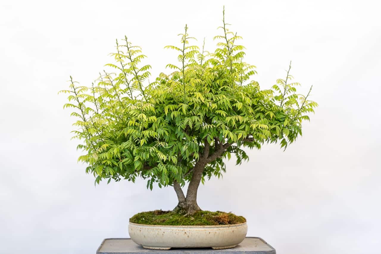 How to prune a bonsai tree: Photos showing spring cutback and leaf pruning ...
