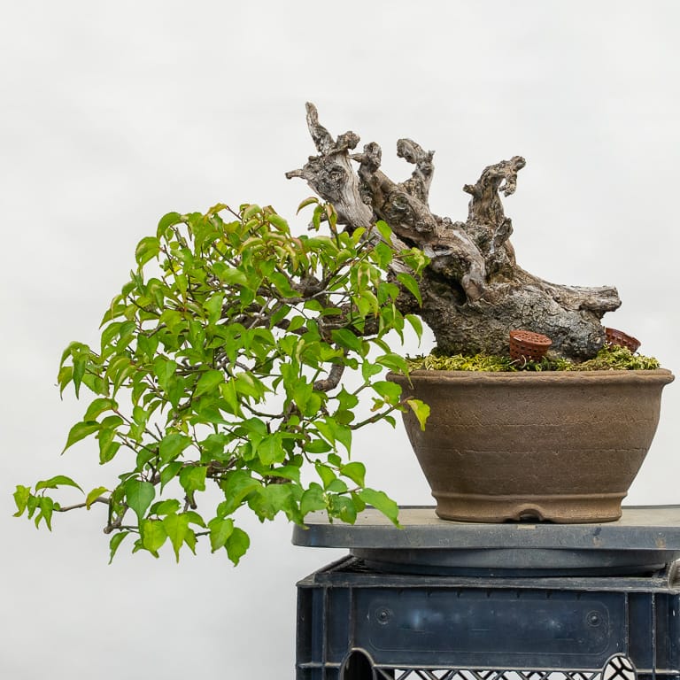 Ume bonsai after cutback