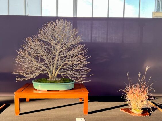 Deciduous Bonsai At The Pacific Bonsai Expo Bonsai Tonight