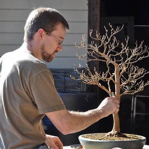 Mike working on a stewartia