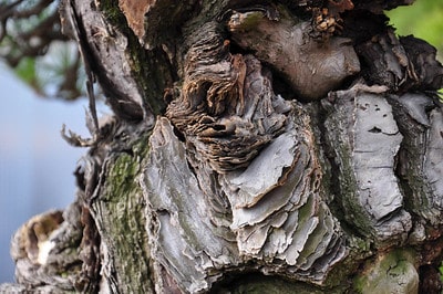 Pine bark detail