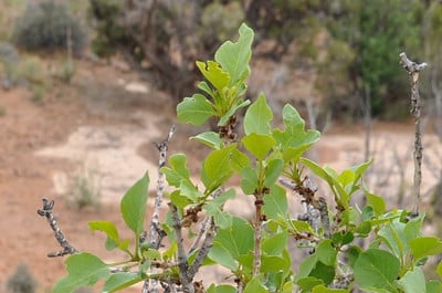 Singleleaf ash foliage