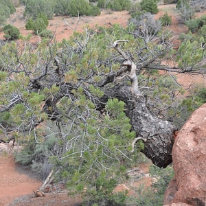 Pinyon growing out of cliff