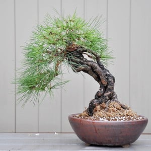 Exposed-root Japanese black pine