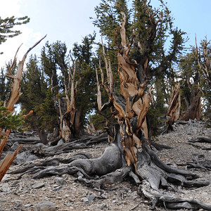 Bristlecone pine