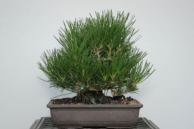 Shohin Japanese black pine