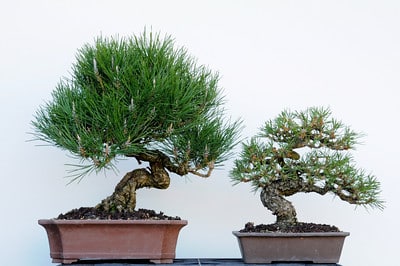 Two 16 year old Japanese black pines