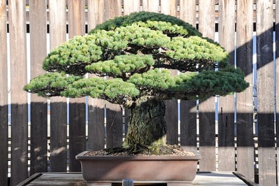 Pinus parviflora 'Miyajima' - Japanese White Pine. In training since 1625. Donated by Masaru Yamaki. Japanese Collection.