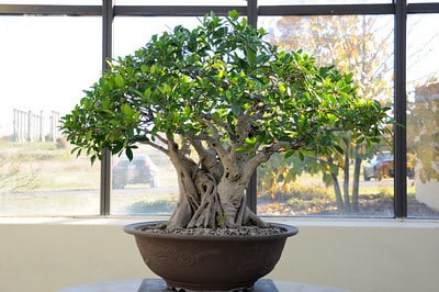 Ficus microcarpa - Chinese Banyan. In training since 1906. Donated by Shu-ying Lui. Chinese Collection.
