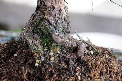 How to repot a young Japanese black pine (2 of 2) - Bonsai Tonight