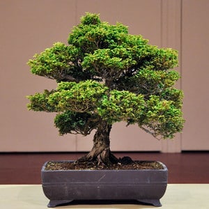 Tsukumo cypress