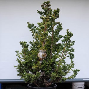Cryptomeria with air layer