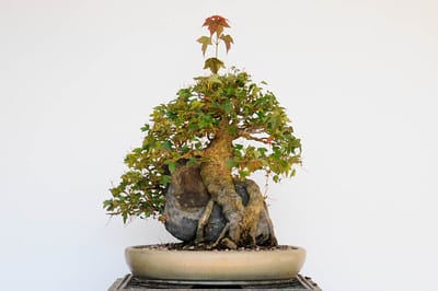 Trident maple - May, 2011