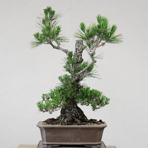 Japanese black pine - before decandling