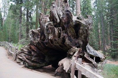 Sequoia deadwood