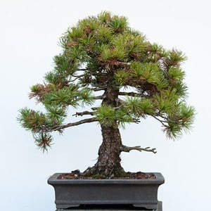 White pine with old needles