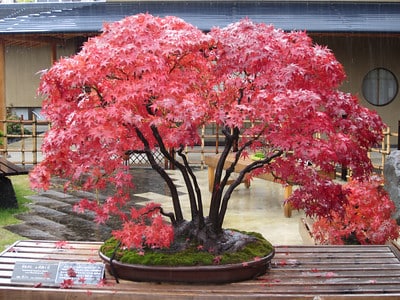 Japanese maple. Tree name: Musashi-ga-oka