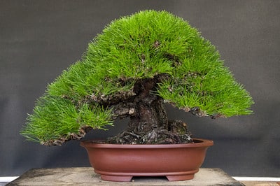 Japanese black pine - front