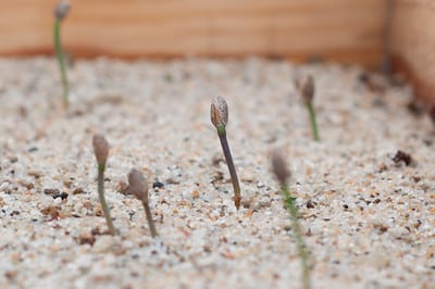 Young seedlings