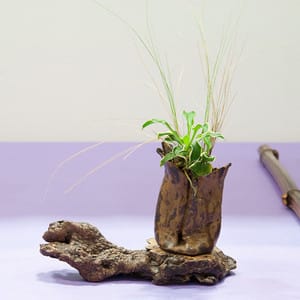 Accent plants - Bonsai Tonight