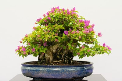 Bougainvillea - about 45 years old