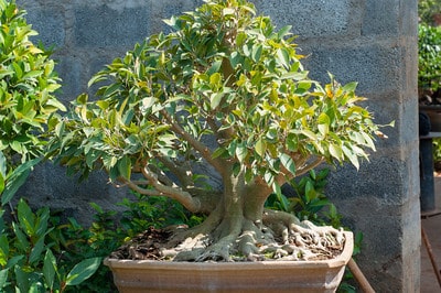 Ficus with great roots
