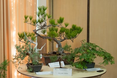 Auction trees
