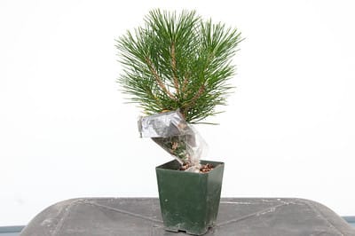 Corkbark pine graft