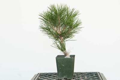 Grafted black pine