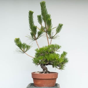 Black pine - before decandling