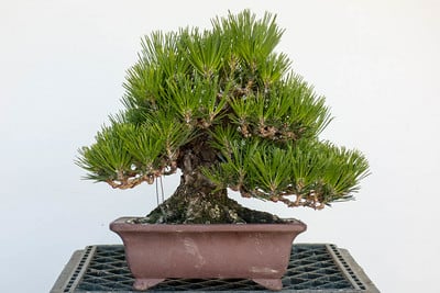 Shohin pine - before decandling
