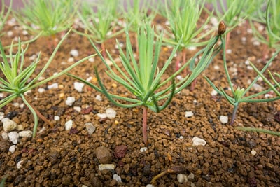 Pine seedlings