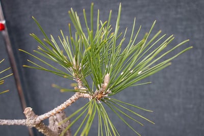 Pine needle scale