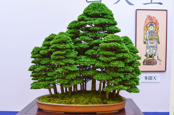 Tsuyama hinoki cypress
