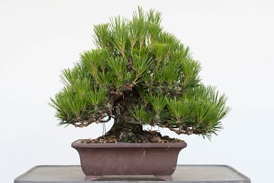 Shohin black pine