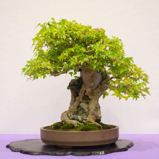 Redwood Empire 33rd Annual Exhibit - Bonsai Tonight